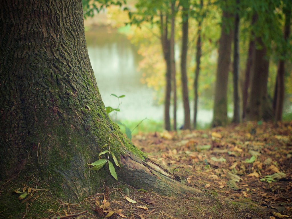 Wald Baum Pixabay